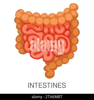 Icône des intestins dans le style plat isolé sur fond blanc. Vecteur d'organe médical d'anatomie humaine Illustration de Vecteur