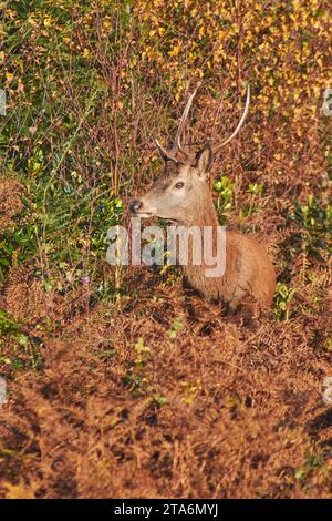 Un jeune cerf rouge (Cervus elaphus) dans la campagne automnale sur Exmoor ; près de Dunster, Exmoor National Park, Somerset, Grande-Bretagne. Banque D'Images