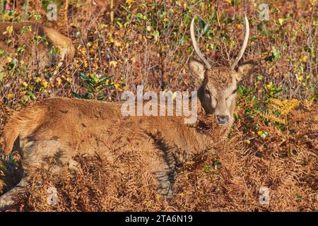 Un jeune cerf rouge (Cervus elaphus) dans la campagne automnale sur Exmoor ; près de Dunster, Exmoor National Park, Somerset, Grande-Bretagne. Banque D'Images