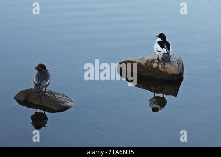 Le sien et le sien. Paire de Merganser communs ou Goosanders, Mergus merganser, reposant sur un matin calme. La femelle, à gauche et le mâle, à droite. Banque D'Images