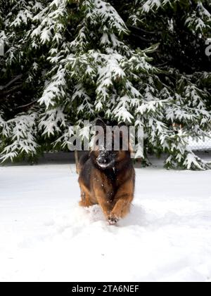 Le chien, berger allemand, joue dans la neige Banque D'Images
