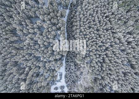 29 novembre 2023, Bade-Württemberg, Bartholomä : ce ne sont pas seulement les couronnes des arbres dans une forêt près du village de Bartholomä qui sont couvertes de neige. Les fans d'hiver dans le Bade-Württemberg peuvent se réjouir : les prochains flocons tombent. Depuis le Graben du Rhin supérieur méridional via la Forêt Noire, la vallée du Danube et la haute Souabe jusqu'au Allgäu, il neigera à nouveau à partir de jeudi matin. «Le sud va certainement avoir de la neige jeudi», a déclaré un porte-parole du service météorologique allemand (DWD). Trois centimètres pourraient tomber dans la Forêt Noire, un peu plus dans le Allgäu. Photo : Jason Tschepljakow/dpa Banque D'Images