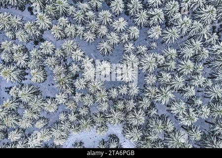 29 novembre 2023, Bade-Württemberg, Bartholomä : ce ne sont pas seulement les couronnes des arbres dans une forêt près du village de Bartholomä qui sont couvertes de neige. Les fans d'hiver dans le Bade-Württemberg peuvent se réjouir : les prochains flocons tombent. Depuis le Graben du Rhin supérieur méridional via la Forêt Noire, la vallée du Danube et la haute Souabe jusqu'au Allgäu, il neigera à nouveau à partir de jeudi matin. «Le sud va certainement avoir de la neige jeudi», a déclaré un porte-parole du service météorologique allemand (DWD). Trois centimètres pourraient tomber dans la haute Forêt Noire, un peu plus dans le Allgäu. Photo : Jason Tschepljak Banque D'Images