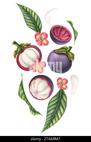 Illustration d'aquarelle mangoustan. Composition dynamique dessinée à la main avec des fruits asiatiques exotiques avec des feuilles de palmier, des fleurs et des tranches de nourriture sur fond isolé. Dessin pour étiquette ou emballage de produit. Banque D'Images