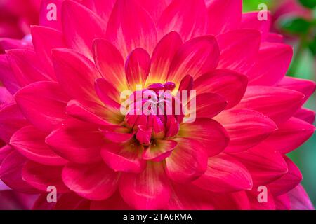 Waterlily dahlia rose vif en fleur Banque D'Images