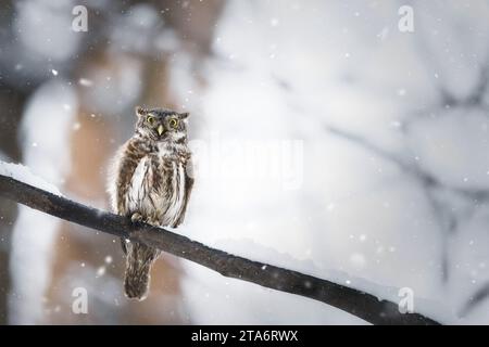 Hibou pygmée eurasien, glaucidium passerinum, assis sur la branche dans la nature hivernale. Petit prédateur à plumes regardant vers le bas sur un bough enneigé. Marron petit anim Banque D'Images