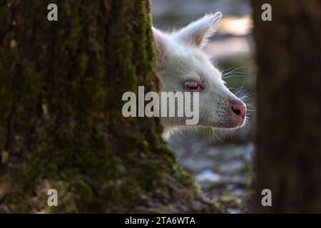 Visage d'un albinos photo de profil wallaby à cou rouge prise dans le zoo de Labenne, Landes, France Banque D'Images