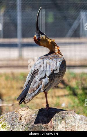 Ibis à col vif au zoo de Labenne, Landes, France Banque D'Images