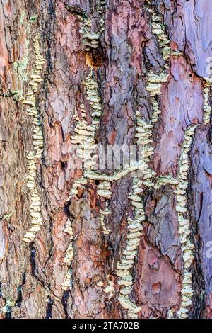 Champignon poussant dans l'écorce de pin maritime (Pinus pinaster) malade - centre-ouest de la France. Banque D'Images