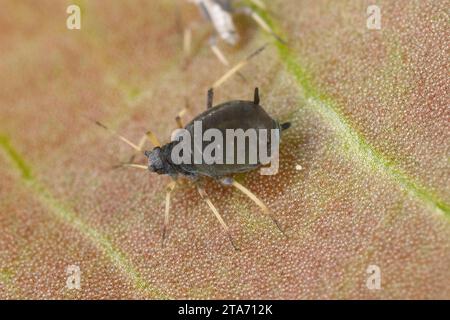 Le puceron d'APHIS fabae (puceron du haricot noir). Un individu sans ailes sur une plante. Banque D'Images