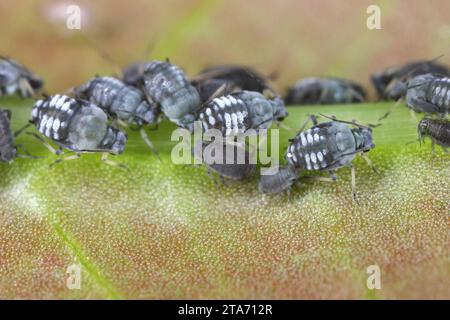 Pucerons d'APHIS fabae (puceron du haricot noir. Colonie d'individus sans ailes se nourrissant (suçant la sève) d'une plante. Banque D'Images