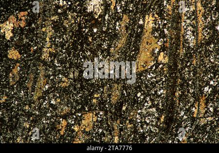 La rhyolite est une roche volcanique équivalente au granite intrusif. Photomicrographe, section mince, lumière polarisée. Banque D'Images