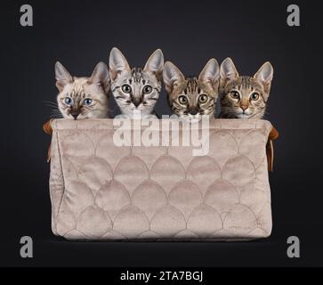 Quatre chatons chat F6 Savannah assis les uns à côté des autres dans un panier en velours brun. Tous regardant par-dessus le bord vers la caméra. Isolé sur fond noir. Banque D'Images
