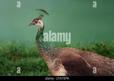 Peahen - Peacock femelle - Peafowl indien (Pavo cristatus) Banque D'Images