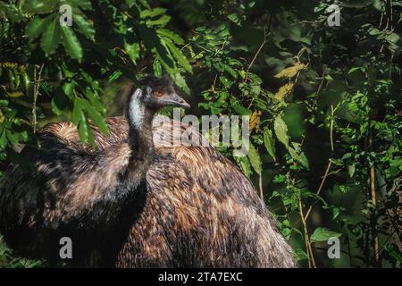 Emu (Dromaius novaehollandiae) - oiseau australien sans vol Banque D'Images