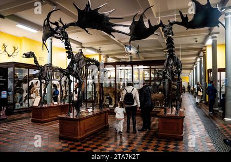 Rez-de-chaussée du National Museum of Ireland – Natural History, également appelé le Dead Zoo, avec un squelette de cerfs irlandais géants, dans Merrion Street, Dublin Banque D'Images