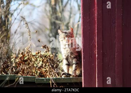 Chat domestique sur le seuil de la maison rurale. Portrait d'animal amical. Banque D'Images