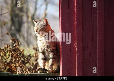 Chat domestique sur le seuil de la maison rurale. Portrait d'animal amical. Banque D'Images