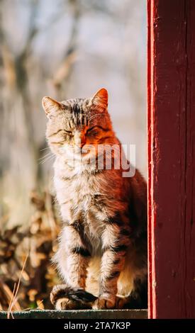 Chat domestique sur le seuil de la maison rurale. Portrait d'animal amical. Banque D'Images