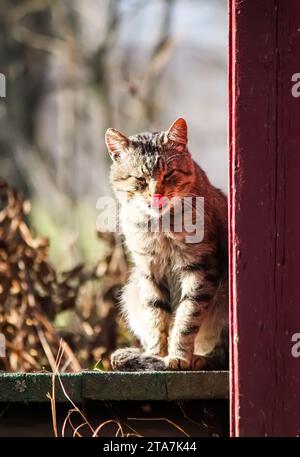 Chat domestique sur le seuil de la maison rurale. Portrait d'animal amical. Banque D'Images