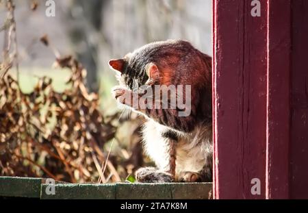 Chat domestique sur le seuil de la maison rurale. Portrait d'animal amical. Banque D'Images