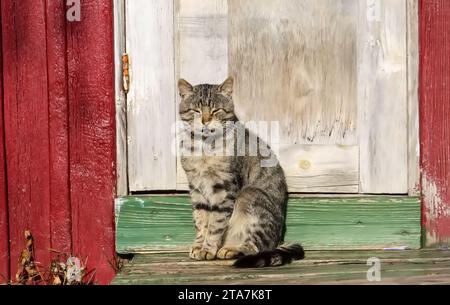 Chat domestique sur le seuil de la maison rurale. Portrait d'animal amical. Banque D'Images