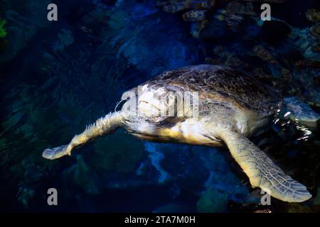 Myrtle la tortue verte, dans le Giant Ocean Tank à l'Aquarium de la Nouvelle-Angleterre, Boston Banque D'Images