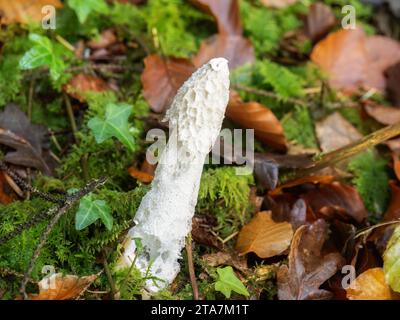 Champignon Stinkhorn, champignon alias Phallus impudicus. Banque D'Images