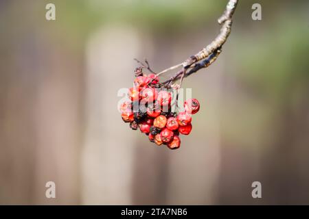 Rowanberry rouge dans la forêt d'hiver. Banque D'Images