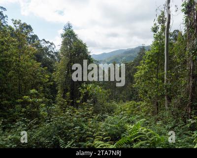 Vue sur la vallée avec des montagnes verdoyantes et des plantes tropicales de Levada do Rei PR18 randonnée, de Sao Jorge se terminant à la source à Ribeiro Bonito, Madère Banque D'Images