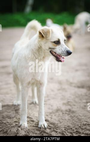 Promenades en chiens mongrel rouges dans le parc. Le berger suisse blanc demi-race marche en plein air sur l'herbe verte et aime la vie. Un chien domestique heureux sans Banque D'Images