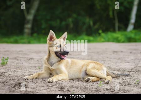 Promenades en chiens mongrel rouges dans le parc. Le berger suisse blanc demi-race marche en plein air sur l'herbe verte et aime la vie. Un chien domestique heureux sans Banque D'Images