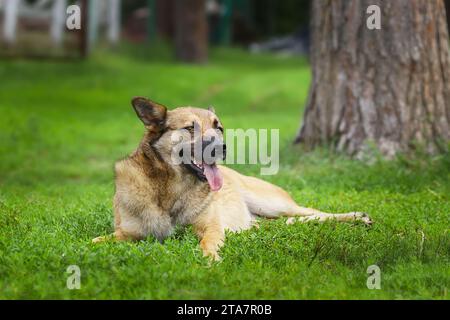 Promenades en chiens mongrel rouges dans le parc. Le berger suisse blanc demi-race marche en plein air sur l'herbe verte et aime la vie. Un chien domestique heureux sans Banque D'Images