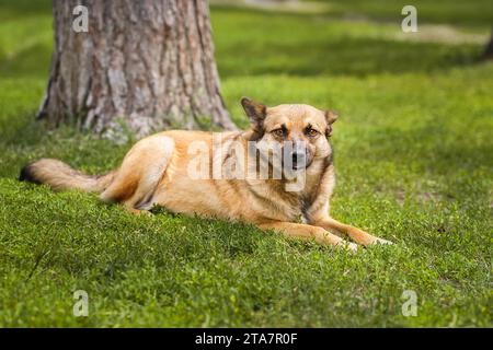 Promenades en chiens mongrel rouges dans le parc. Le berger suisse blanc demi-race marche en plein air sur l'herbe verte et aime la vie. Un chien domestique heureux sans Banque D'Images