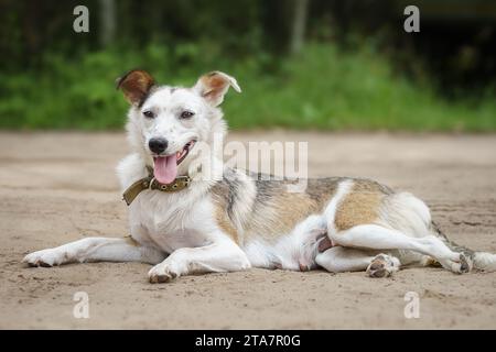 Promenades en chiens mongrel rouges dans le parc. Le berger suisse blanc demi-race marche en plein air sur l'herbe verte et aime la vie. Un chien domestique heureux sans Banque D'Images