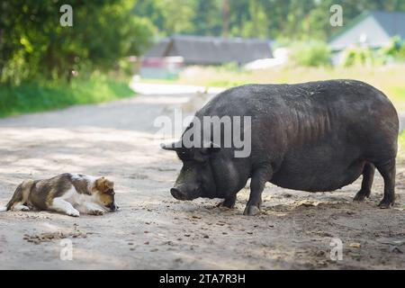 petit cochon noir et chiot a dans la nature Banque D'Images