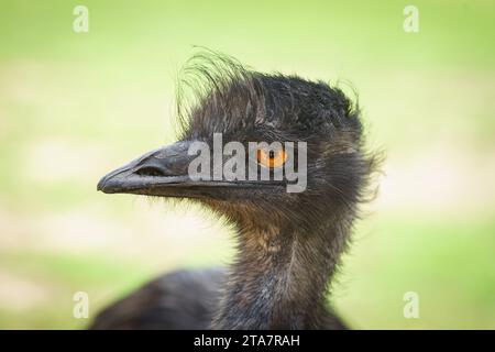 Portrait d'un émeu (Dromaius novaehollandiae), le deuxième plus grand oiseau vivant après l'autruche. Elle est endémique à l'Australie où elle est la plus grande na Banque D'Images