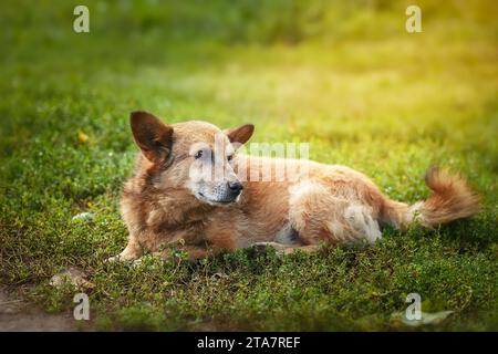 Promenades en chiens mongrel rouges dans le parc. Le berger suisse blanc demi-race marche en plein air sur l'herbe verte et aime la vie. Un chien domestique heureux sans Banque D'Images