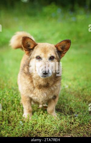 Promenades en chiens mongrel rouges dans le parc. Le berger suisse blanc demi-race marche en plein air sur l'herbe verte et aime la vie. Un chien domestique heureux sans Banque D'Images