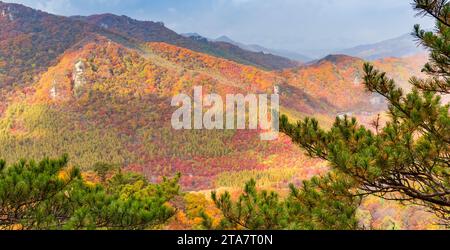 Branches d'un pin devant les couleurs d'automne près de Benxi, Chine Banque D'Images