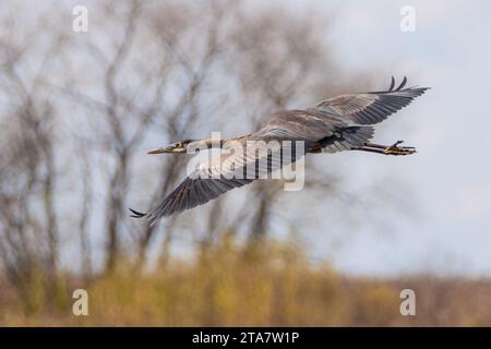 Vue latérale rapprochée de Great Blue Heron volant avec des ailes déployées dans le paysage d'automne Banque D'Images