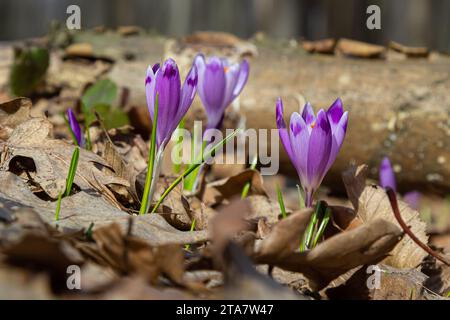 Fleurs de crocus violets, Crocus tommasinianus, violet de Barr, fleurs au printemps, vue latérale, arrière-plan de feuillage vert. Banque D'Images