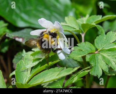 Une abeille brune moelleuse avec des ailes visibles sur une blosom blanche d'anémone de bois collectant du pollen sur ses petites pattes, entourée d'anémone verte Banque D'Images