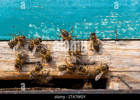 Abeilles entrant dans la ruche. Abeilles à l'entrée de la ruche gros plan sur un fond bleu de la ruche. Abeilles, ruches, apiculture, production de miel. Accueil Banque D'Images