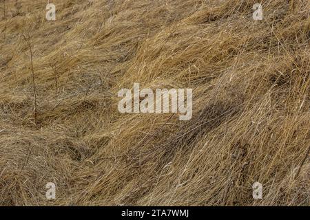 L'herbe sèche, écrasée par le vent et la pluie, se trouve dans un champ. Herbe morte jaune, fond naturel. Banque D'Images