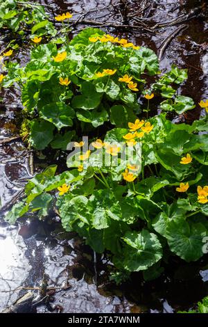 Marais Marigold Maltha palustris fleurs jaunes sur fond d'eau d'étang marécageux. Fleurs de marais toxique sauvage, Marigold Maltha utilisé dans l'homéopa Banque D'Images