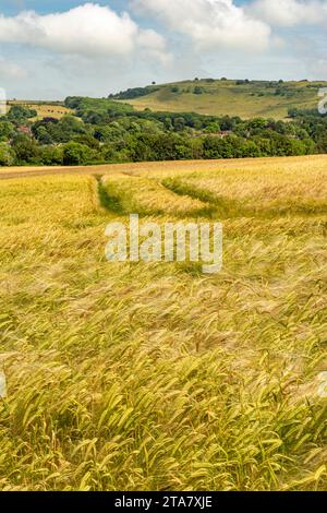 Une vue estivale sur Findon Village et la colline de l'âge de fer fort de Cissbury Ring dans le parc national de South Downs, West Sussex, Royaume-Uni. Banque D'Images