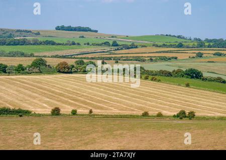 Chanctonbury Ring (une bande d'arbres sur la ligne d'horizon), vue de l'autre côté du fond, depuis Cissbury Ring - South Downs National Park, West Sussex, Royaume-Uni. Banque D'Images