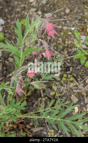 Avens à trois fleurs, Geum triflorum en fleur. Ouest de l'Amérique du Nord. Banque D'Images