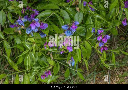 Vetchling printanier, Lathyrus vernus, en fleur dans un bois décidé, Alpes françaises Banque D'Images